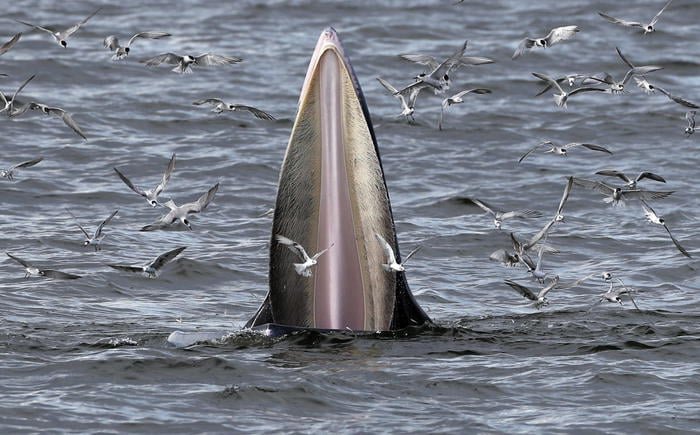 Balena che emerge in superficie tra i gabbiani