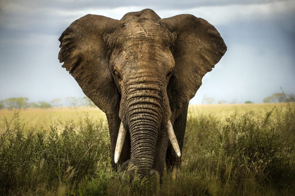 Elefante africano nella savana