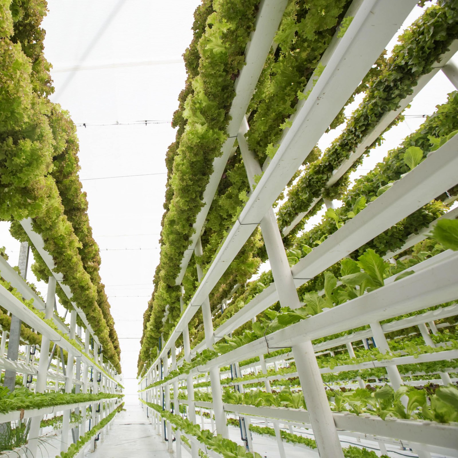 Filari di coltivazione all'interno di una vertical farm