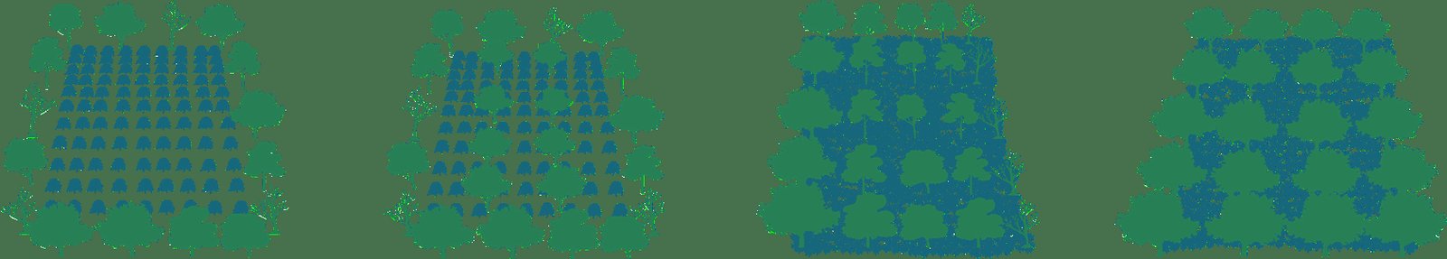 Schema dei filari di un impianto di agroforestazione