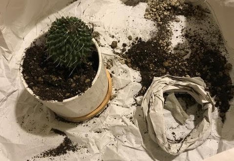 Vaso di piante grasse rotto nell'imballo