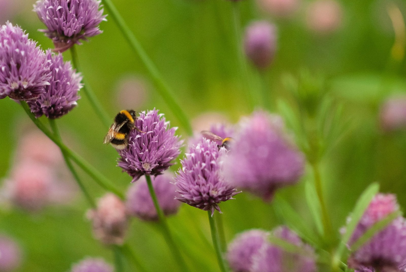 Bombo posato su fiori di erba cipollina