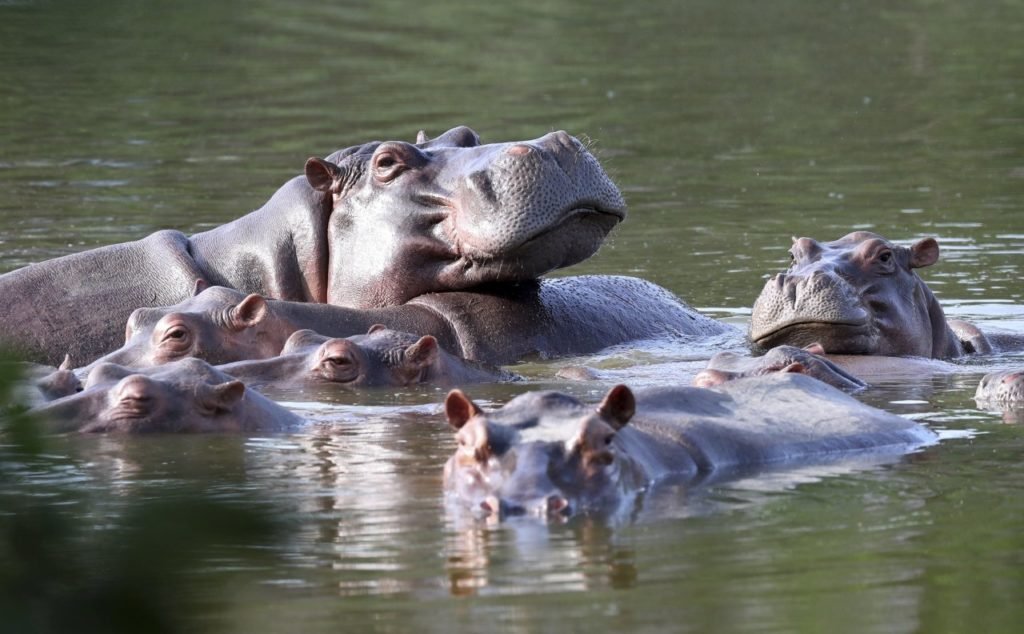 Ippopotami immersi nell'acqua