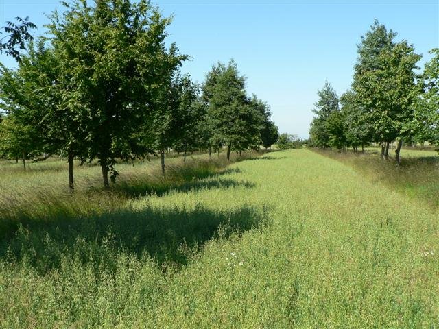 Filari di alberi in un campo di agroforestazione