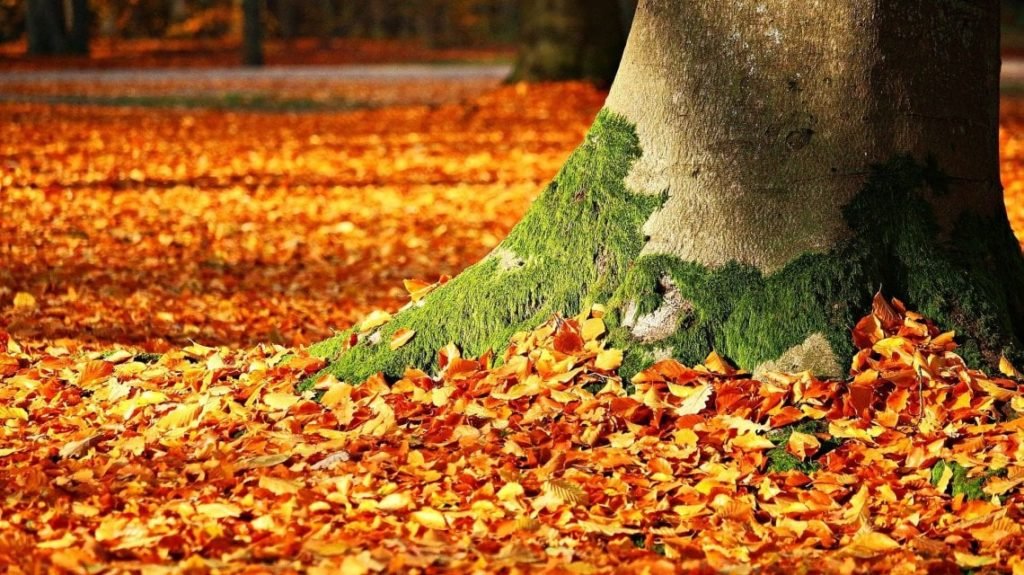 Foglie autunnali cadute ai piedi di un albero